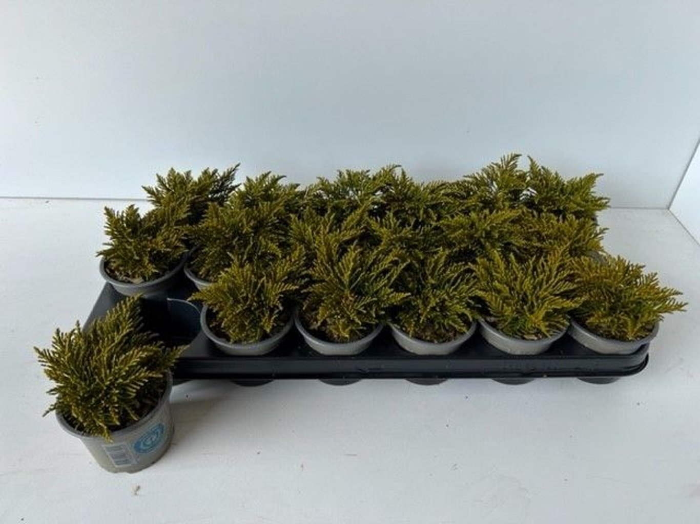 Hebe ochracea 'James Stirling' - P9